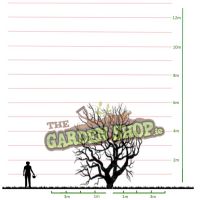 Euonymus Alatus Plant