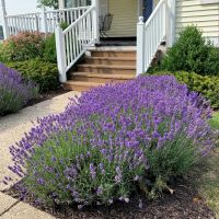 Lavender Plants