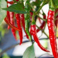 Chili Pepper Plant