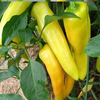 Chili Pepper Plants