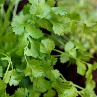 Coriander Plant