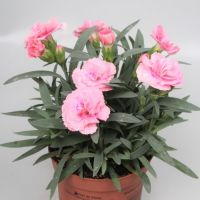 Potted Dianthus Plants