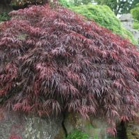 Japanese Acer Tree