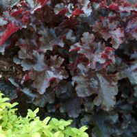 Heuchera Plants