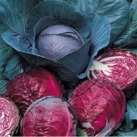 Red Cabbage Plants