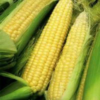 Sweetcorn Plant