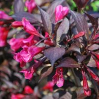 Weigela Plant