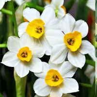 Dwarf Daffodil Bulbs