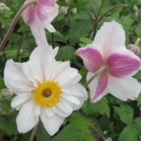 Japanese Anemones