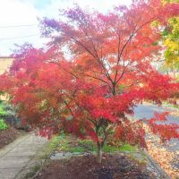 Japanese Maple Tree