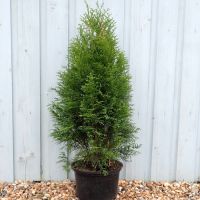 Thuja Plant