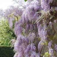 Wisteria Climbing Plant