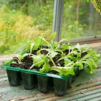 Cell Seed Trays