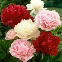 Mixed Peony Bulbs