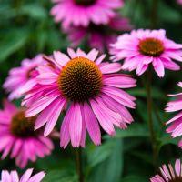 Pink Echinacea