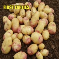Potatoes Seeds