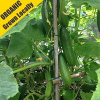 Cucumber Plants