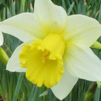 Daffodil Flower Bulbs