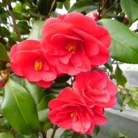 Red Camellia Plant