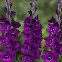 Purple Gladioli