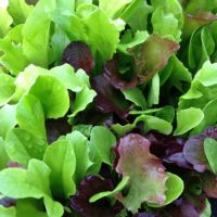 Mixed Lettuce Seeds