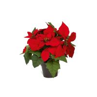 Artificial Christmas Poinsettia