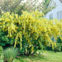 Laburnum Tree