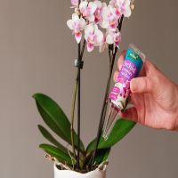 Orchid Feeder