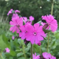 Red Campion Seeds