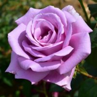Violet Rose