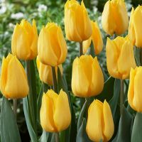 Tulip Bulbs