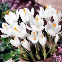 Crocus Bulbs