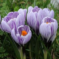 Crocus Bulbs