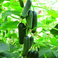 Cucumber Seeds