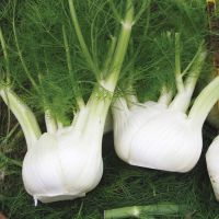 Florence Fennel