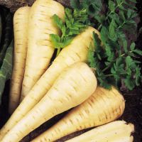 Parsnip Seeds