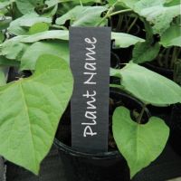 Plant Labels