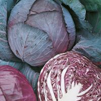 Ruby King Red Cabbage