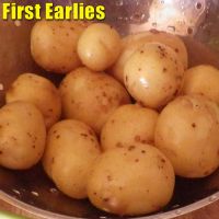 Seed Potatoes (Colleen)