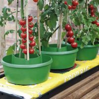 Tomato Grow Pot