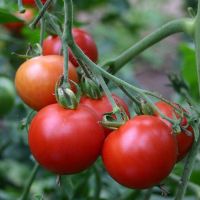 Tomato Seeds