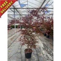 Acer Palmatum (Sumi-Nagashi)
