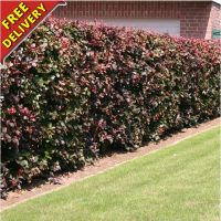 Copper Beech Hedging Plants