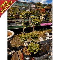 Ilex crenata Dark Green S-Shape