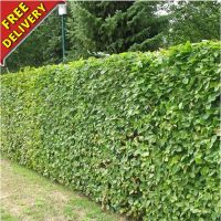 Green Beech Hedging Plants