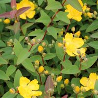 Hypericum Plant