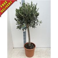 Olea Europaea on Stem (Stem 90-100cm )