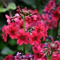 Primula Japonica