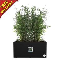 Black Planter