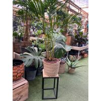 Round Rattan Plant Pots